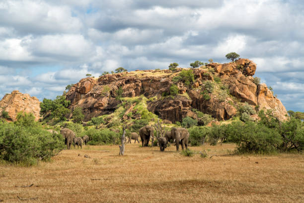 istock Elephant herd in Mashatu Game Reserve 2163250094