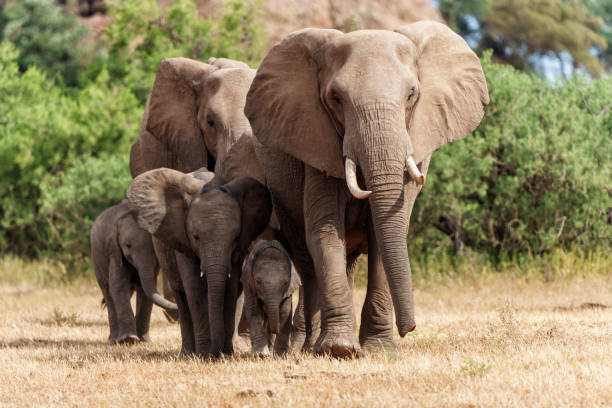 istock Elephant herd in Mashatu Game Reserve 2163250097