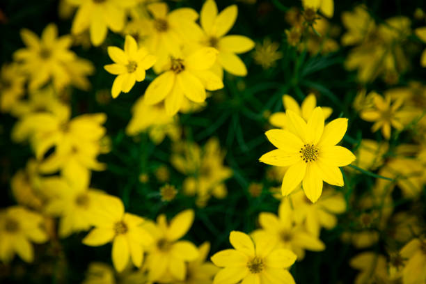 istock Yellow Coreopsis Verticillata Flowers Wallpaper Background, Whorled Tickseed, Floral Pattern for Nature-Themed Decoration, Vibrant Yellow Blooms for Garden-Inspired Wallpaper or Desktop Background 2163250131