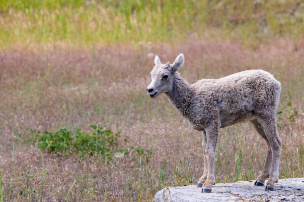 Baby bighorn sheep in Kootenay National Park