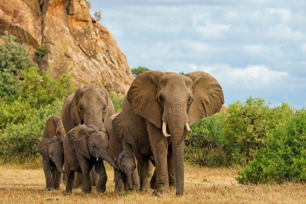 istock Elephant herd in Mashatu Game Reserve 2163250186