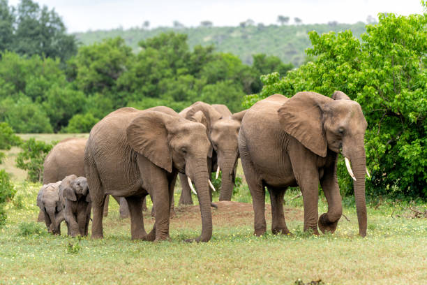 istock Elephant herd in Mashatu Game Reserve 2163250282