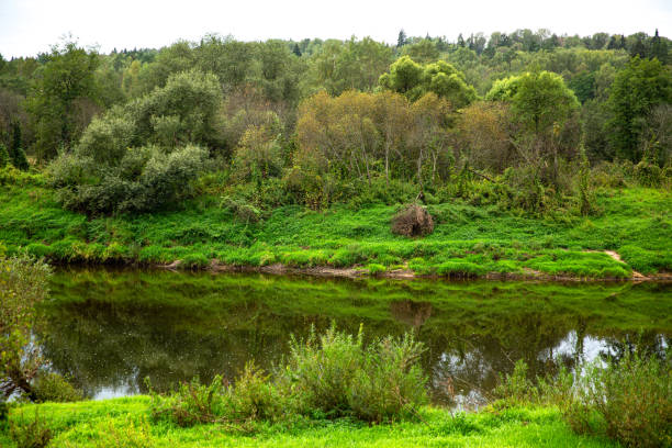 River in forest. Spring. Protection of nature.
