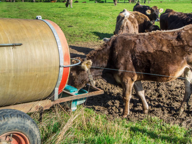 istock Cows at the water tank in Bavaria 2163251308