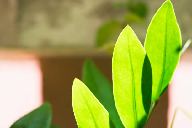Closeup nature view of green leaf on sunlight using as background and fresh ecology wallpaper concept