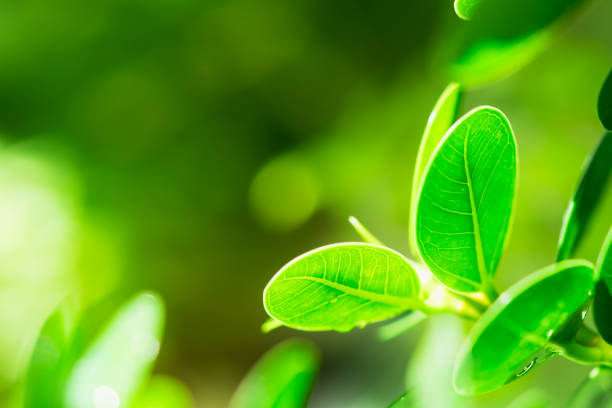 Closeup nature view of green leaf on sunlight using as background and fresh ecology wallpaper concept