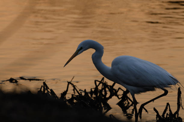 White heron on the river bank