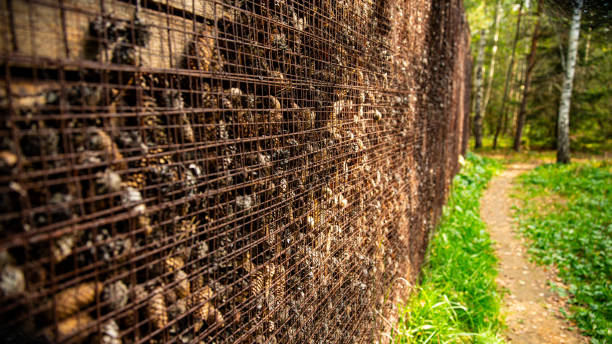 istock Enjoy a serene walk on a forest path by a wire wall filled with pinecones in a natural setting 2163251922