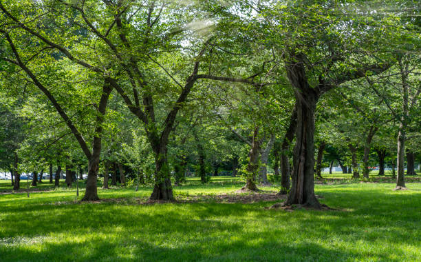 istock Sunlight passing through green trees in the city park, Washington DC 2163252326