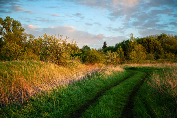 A scenic meadow pathway features tall grass glowing under a golden sunset sky, with trees in the distance