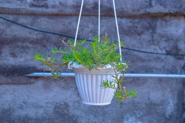 Hanging Basket with a lot of pink and purple Flowers