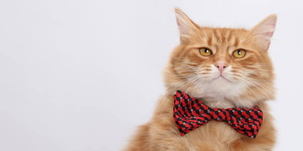istock Orange cat wearing red bow tie against a white background. 2163253548