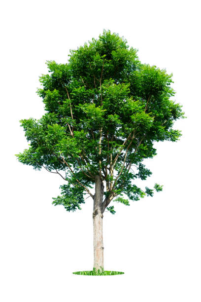 istock Trees isolated on white background, tropical trees isolated used for design, advertising and architecture 2163253721