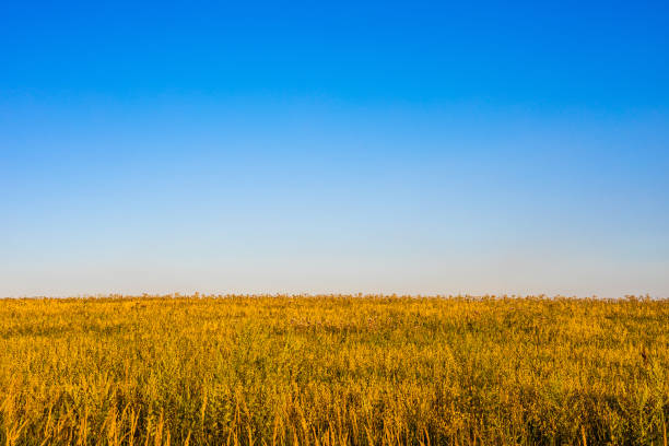 yellow field against the blue sky, at sunset. view of field and sky