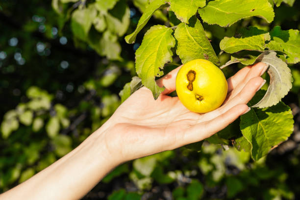 woman's hand holds a green apple infected with scab. apple on a tree branch damaged by scab. sick apple tree.