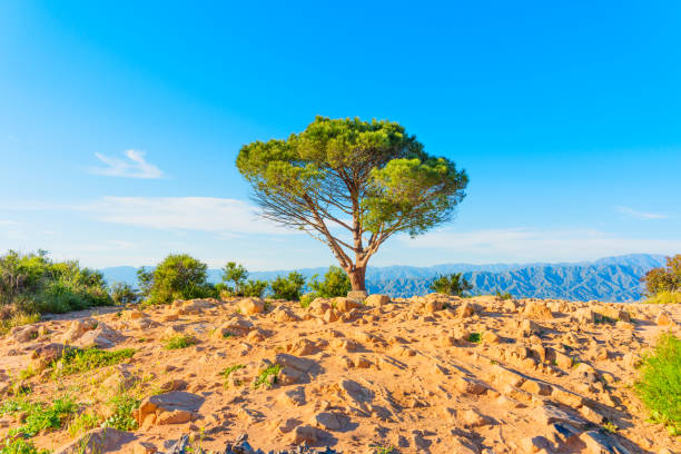 istock Distinctive Wisdom Tree On Rocky Hilltop In LA 2163254907