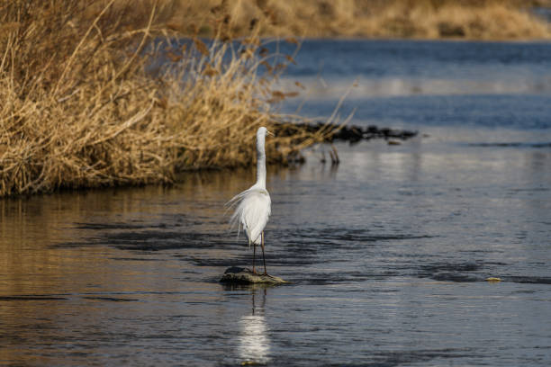 istock White heron on the river bank 2163260104