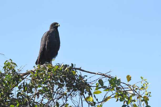 The adult great black hawk resembles the common black hawk, but is larger with a different call and tail pattern. It has very broad wings, and is mainly black. The short tail is white with a broad black tip. The bill is black and the legs and cere are yellow. The sexes are similar, but immature birds are dark brown above with spotting and streaks. Their underparts are buff with dark spots, and the tail has a number of black and dusky bars.