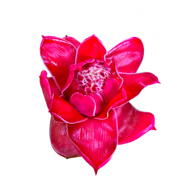 top view torch ginger flower isolated on white background, with clipping path. Soft and selective focus.