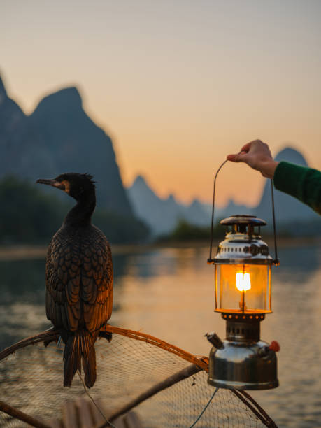 Cormorant sitting  on wooden raft  in Xingping, Guilin, China at sunset