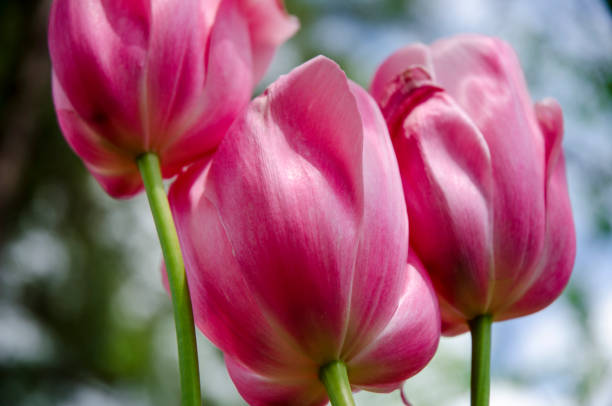 Pink Tulips, Early Spring Flowers and Blossoms