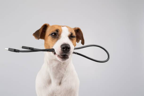 istock Dog jack russell terrier gnaws on a black usb wire on a white background. Copy space. 2163271898