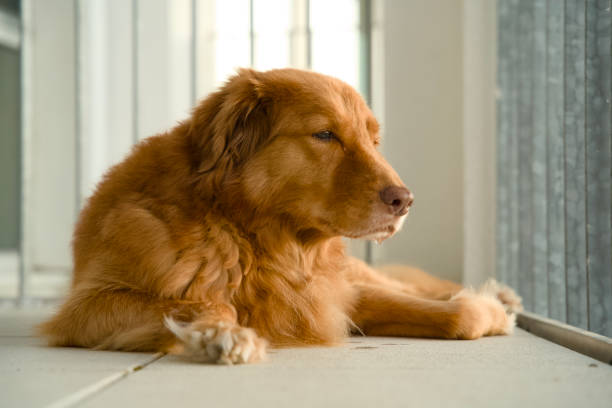 istock Nova Scotia Duck Tolling Retriever relaxing comfortably 2163272965