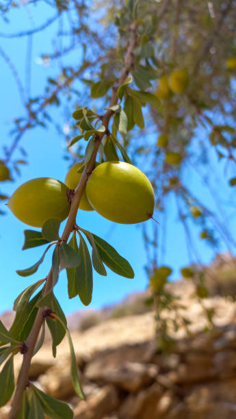 istock Argan nut on Argan tree (Argania spinosa), Green Argan seeds 2163273314