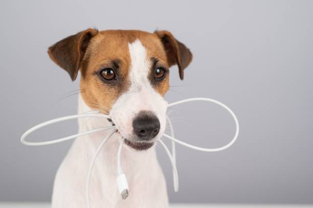 istock Jack russell terrier dog holding a type c cable in his teeth on a white background. 2163273840