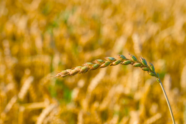 ripening ear of spelt close-up in the sunset rays