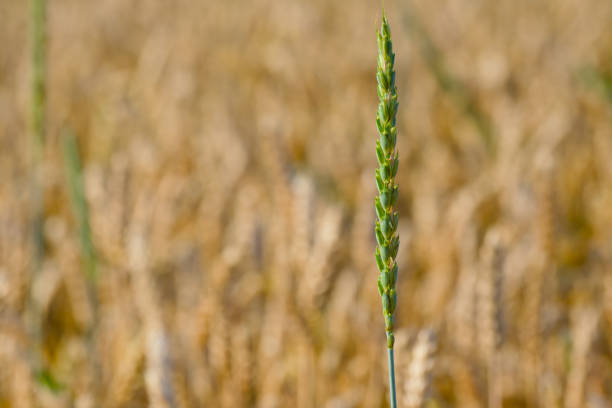 green ear of spelt close-up in the sunset rays