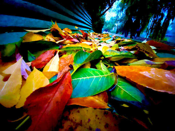 istock colorful leaves in autumn evening 2163276399