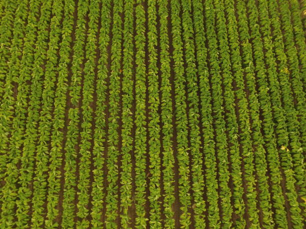 istock Tobacco Field Aerial 2163276622