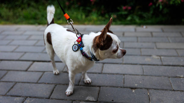 istock A little dog is on a lead, strolling on a brick pathway 2163280158