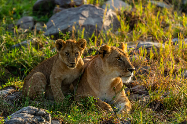 istock Love, Lioness and her cub in the wilderness, back lit. 2163281105