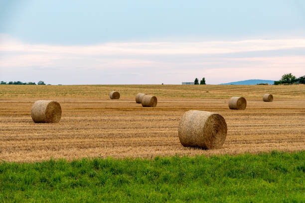 Round hay bales in the field at sunset in summer.