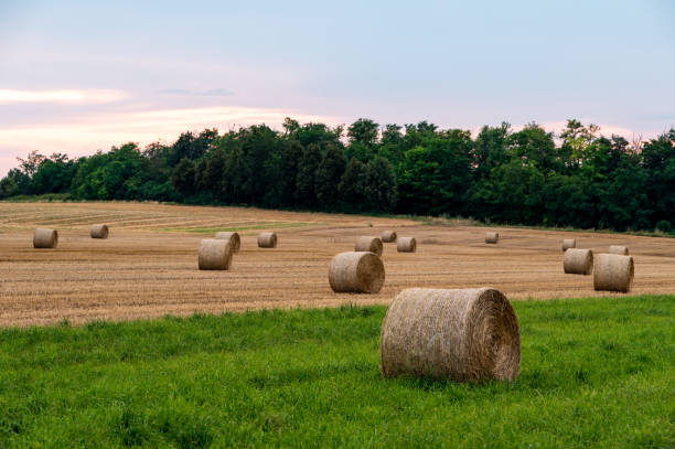 istock Round hay bales in the field at sunset 2163281226