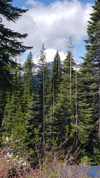 istock Mount Ranier National Park July 2024 2163281776