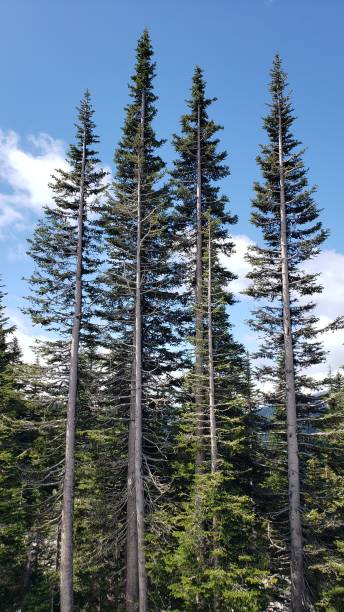 istock Mount Ranier National Park July 2024 2163281817