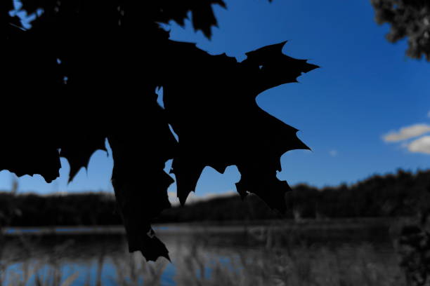 Black leaves against the blue sky