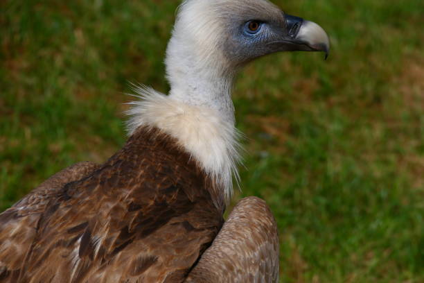 istock Griffon vulture, Aran park, Val d'Aran, Catalonia 2163283621