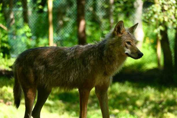 istock Gray wolf, Aran park, Val d'Aran, Catalonia 2163284037