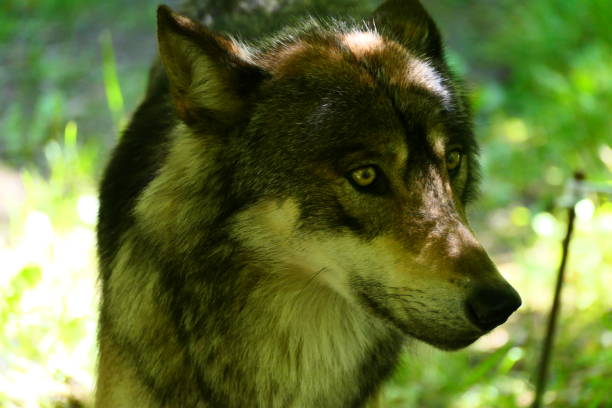 istock Gray wolf, Aran park, Val d'Aran, Catalonia 2163284772