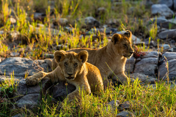 very sweet lion cubs