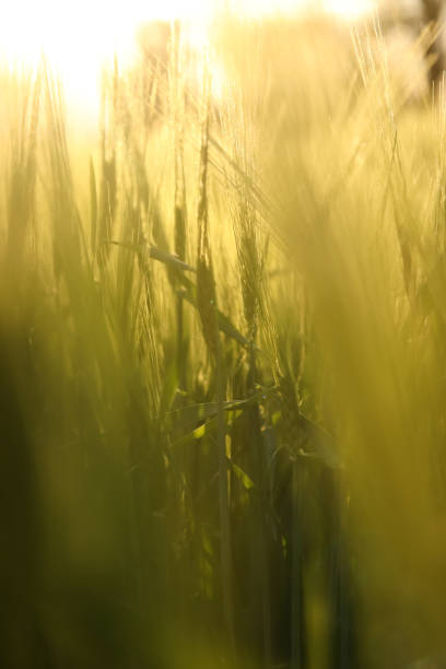 istock Vertical green nature background. Abstract blurred field. Barley meadow. Blurred. Nature-inspired abstract background with lush green grass 2163285949
