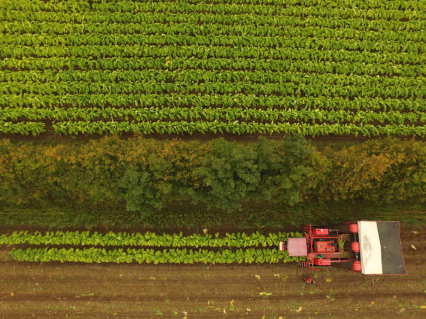 istock Harvesting Tobacco 2163286717