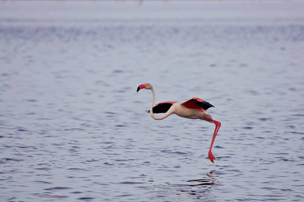 istock Flying flamingo 2163288141