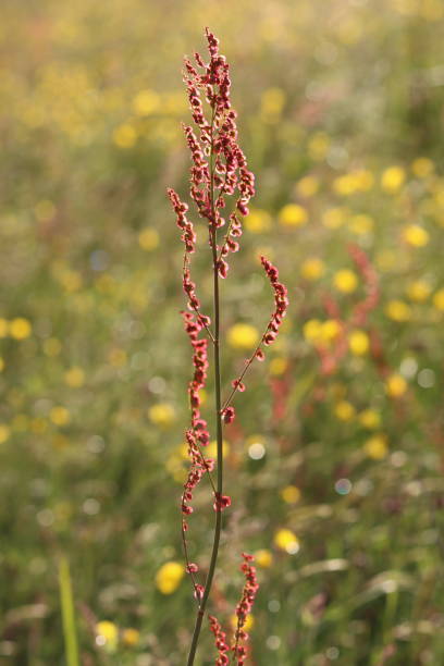 istock Close up of sorrel or rumex in a meadow 2163288470