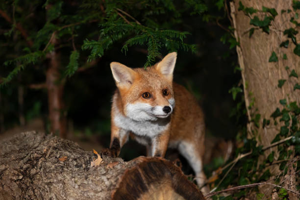 istock Portrait of a red fox standing in a forest at night 2163288751