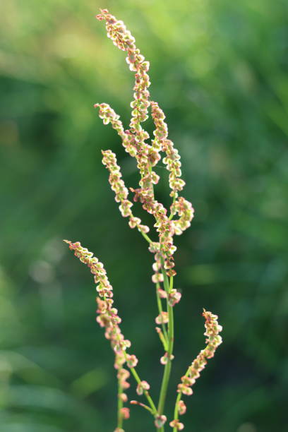 istock Close up of sorrel or rumex in a meadow 2163288947